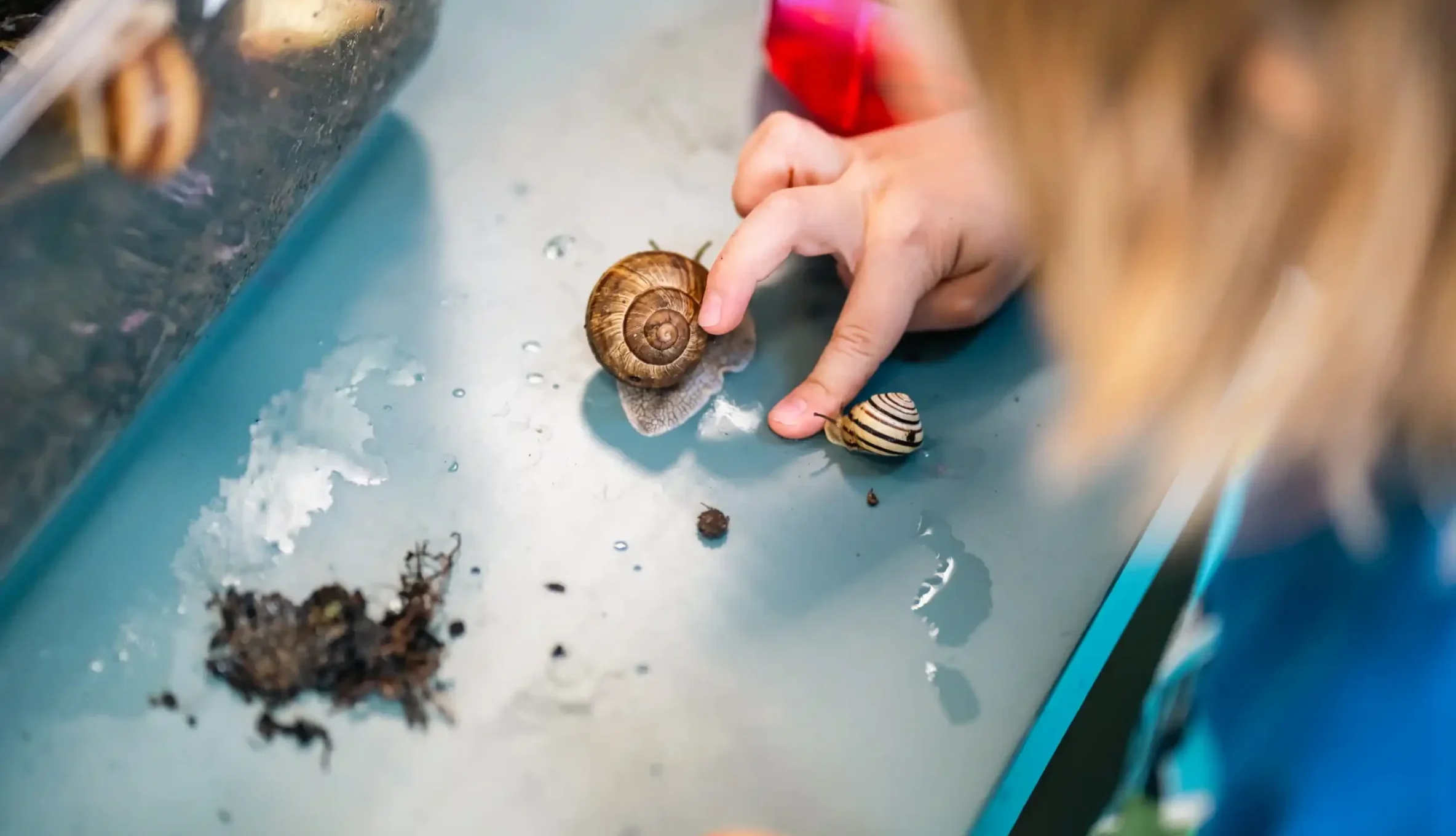Atelier d'observation d'escargots en classe de maternelle